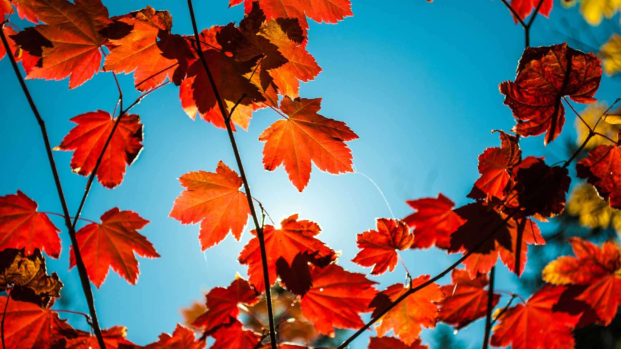 Rote Blätter an einem Zweig mit blauem Himmel im Hintergrund
