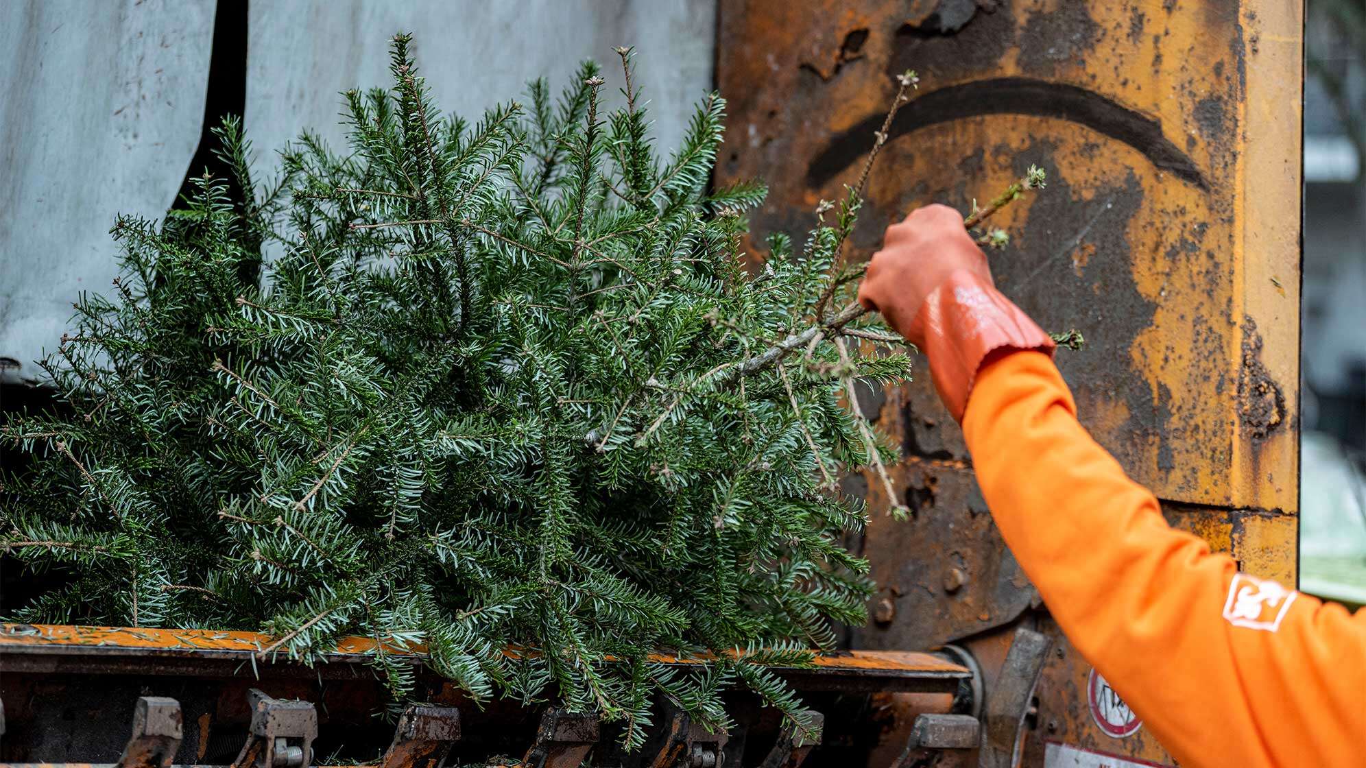Ein ausgedienter Weihnachtsbaum wird in einen Müllabfuhr-Wagen geschmissen